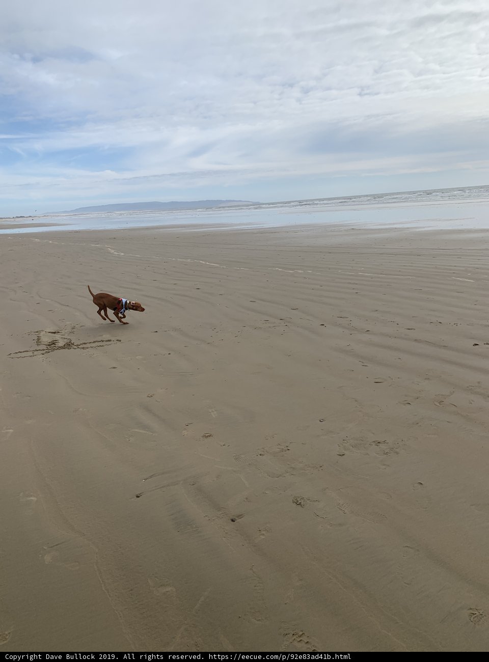 Frisbee Fun at Pismo Beach