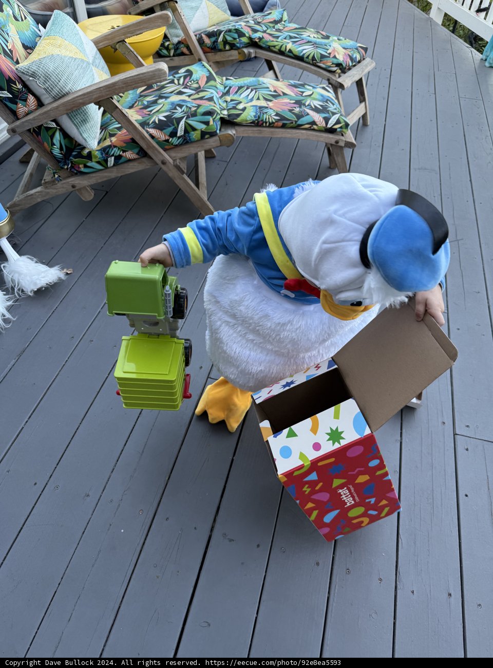 Duck Adventures on the Deck