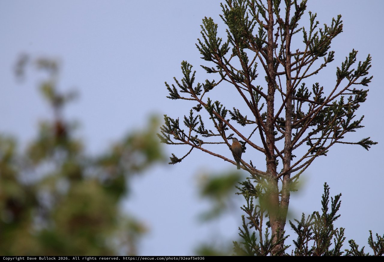 Small Bird Perched in Evergreen Canopy at Dusk