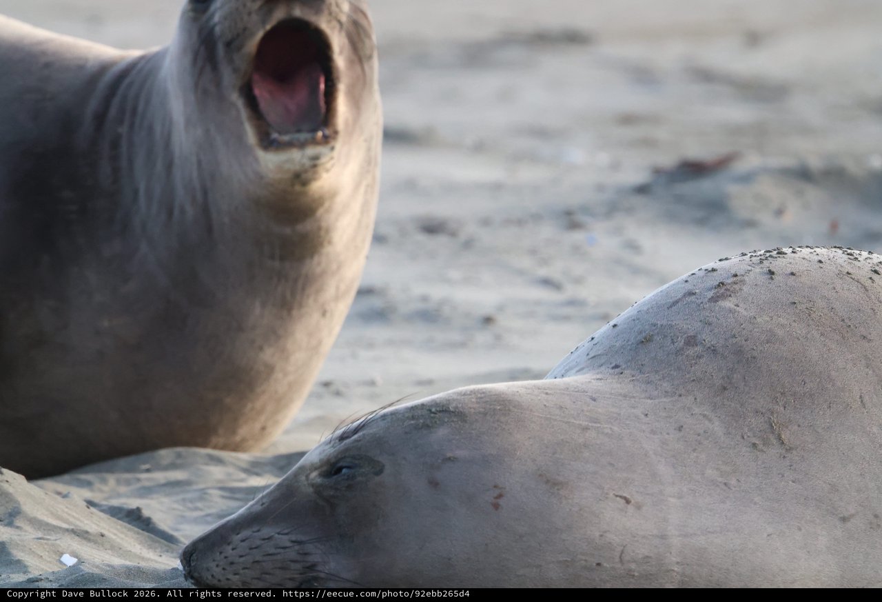 Elephant Seal Calling Out at Drakes Beach Colony