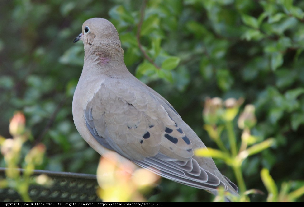 Mourning Dove Perched in Garden Foliage