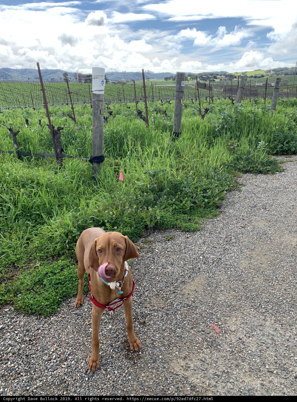 A Vizsla on the Open Road