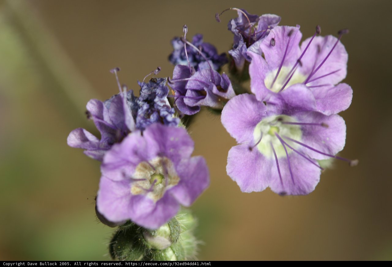 Purple Geranium Flowers