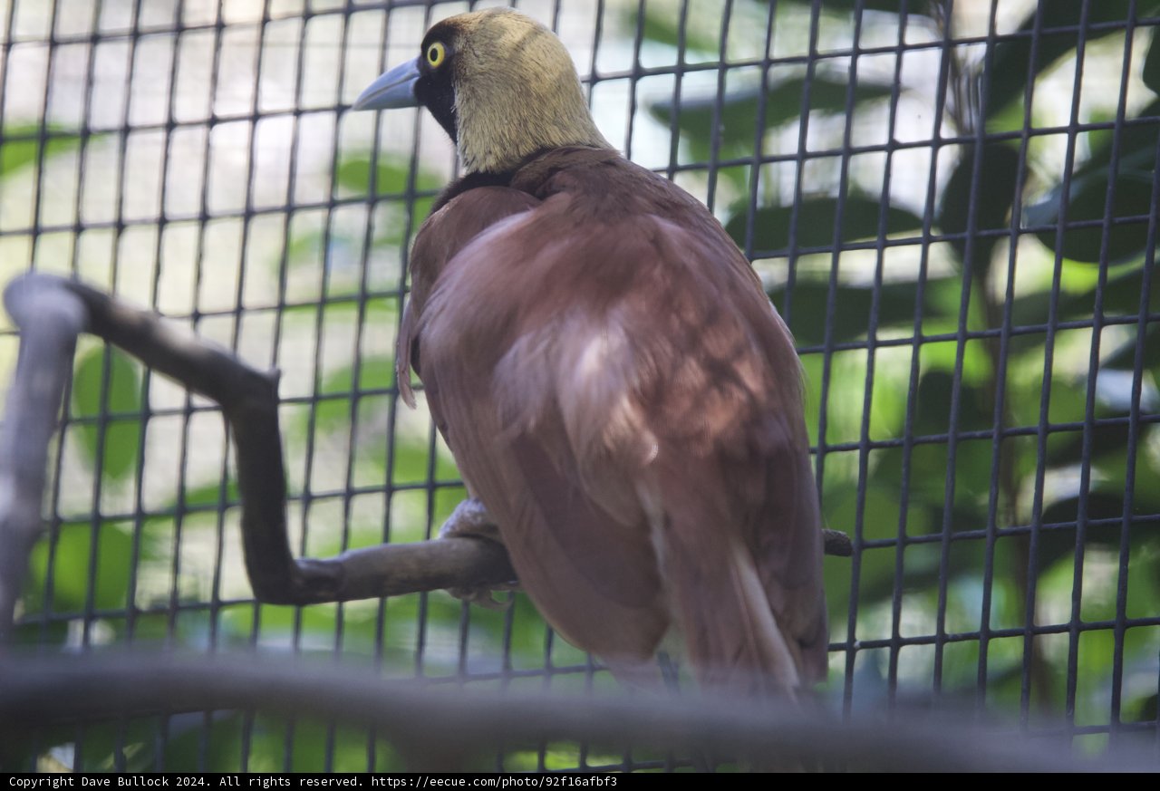 Majestic Finch at Honolulu Zoo