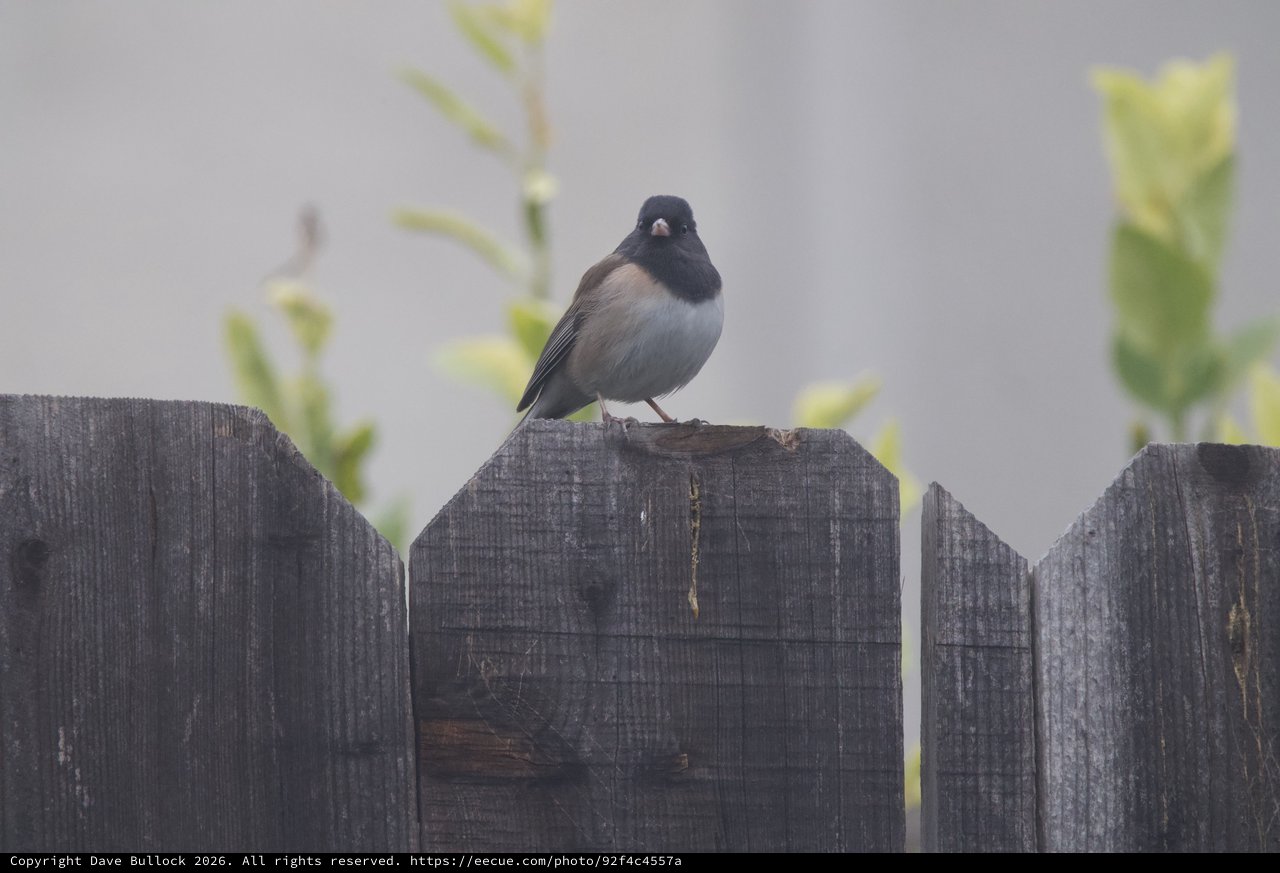 Dark-Eyed Junco Perched on Weathered Garden Fence