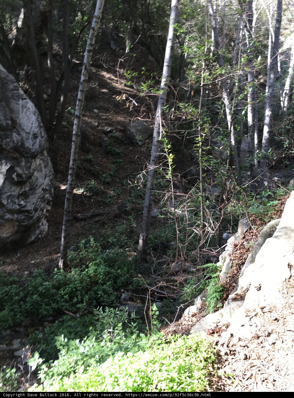 A Cycling Adventure through the Wild Woods