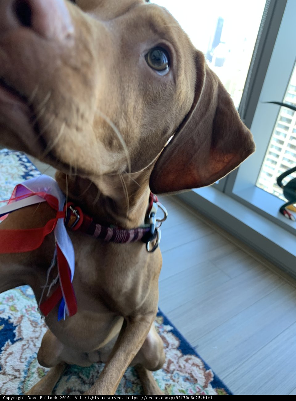 Patriotic Pup