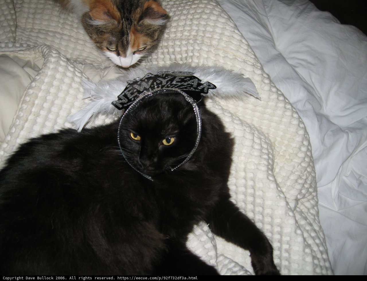 Fashionable Feline