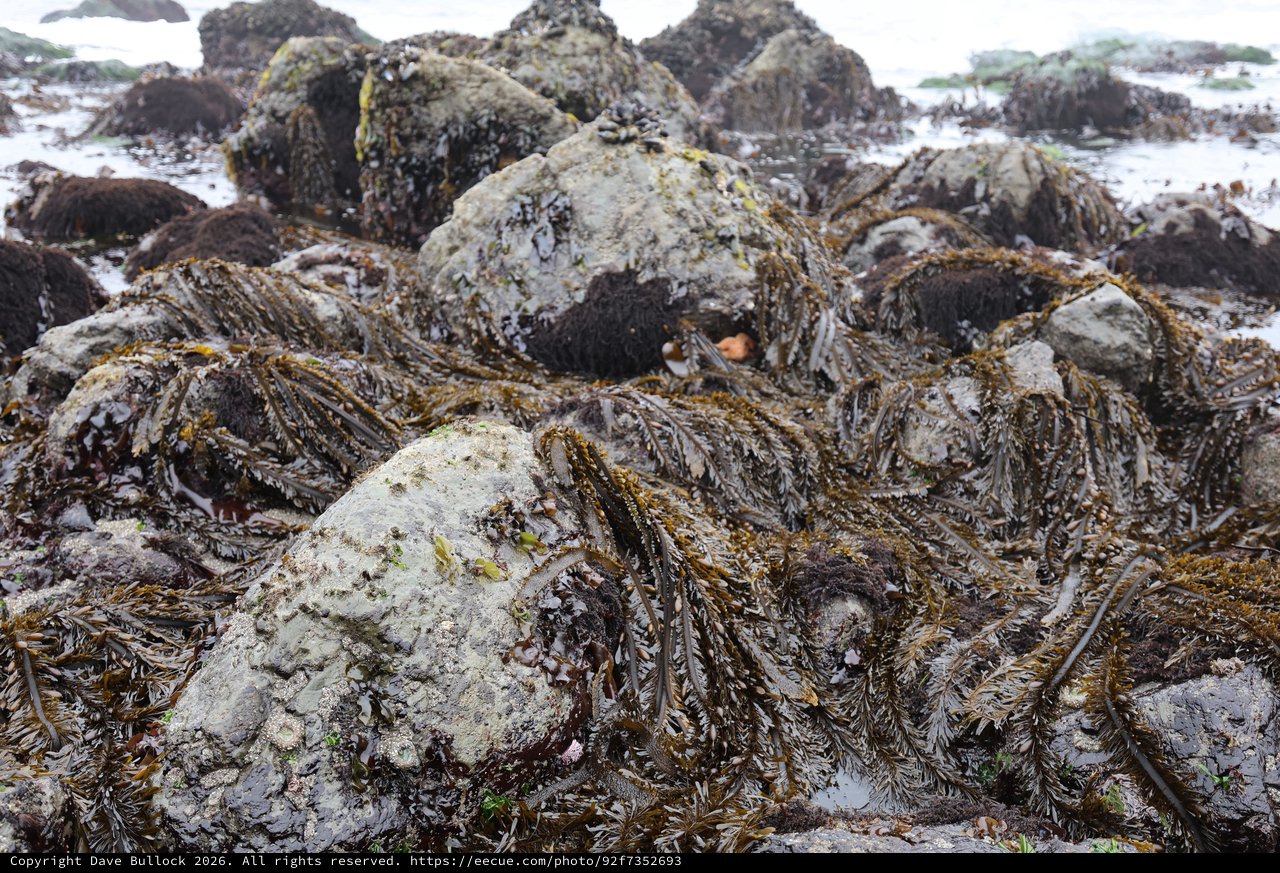 Rocky Intertidal Zone Draped in Wet Seaweed