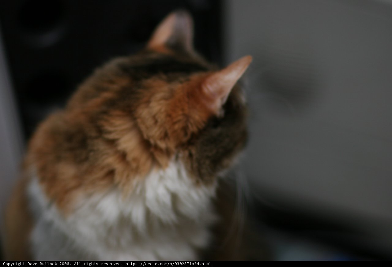 Curious Manx Cat