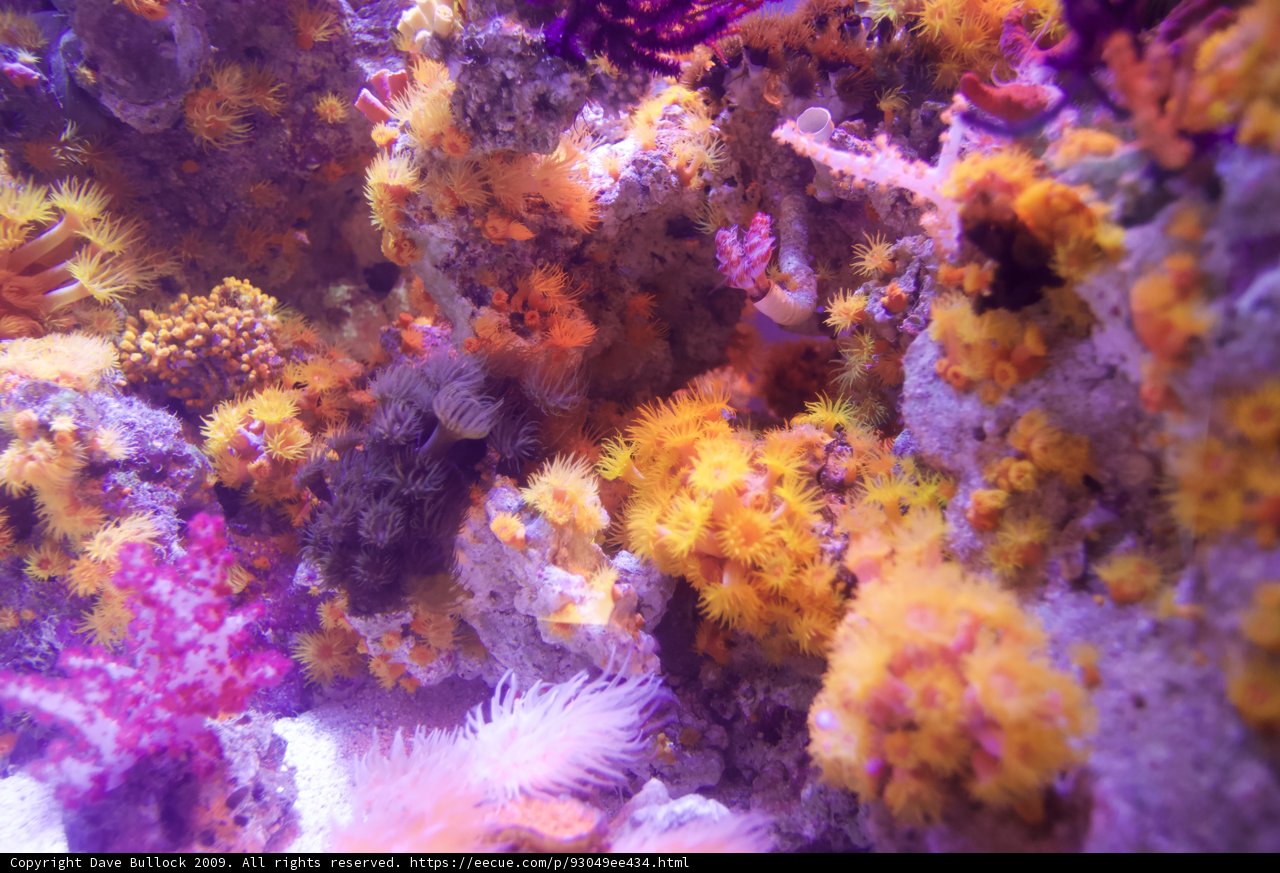 Diversity of Corals in a Vibrant Coral Reef