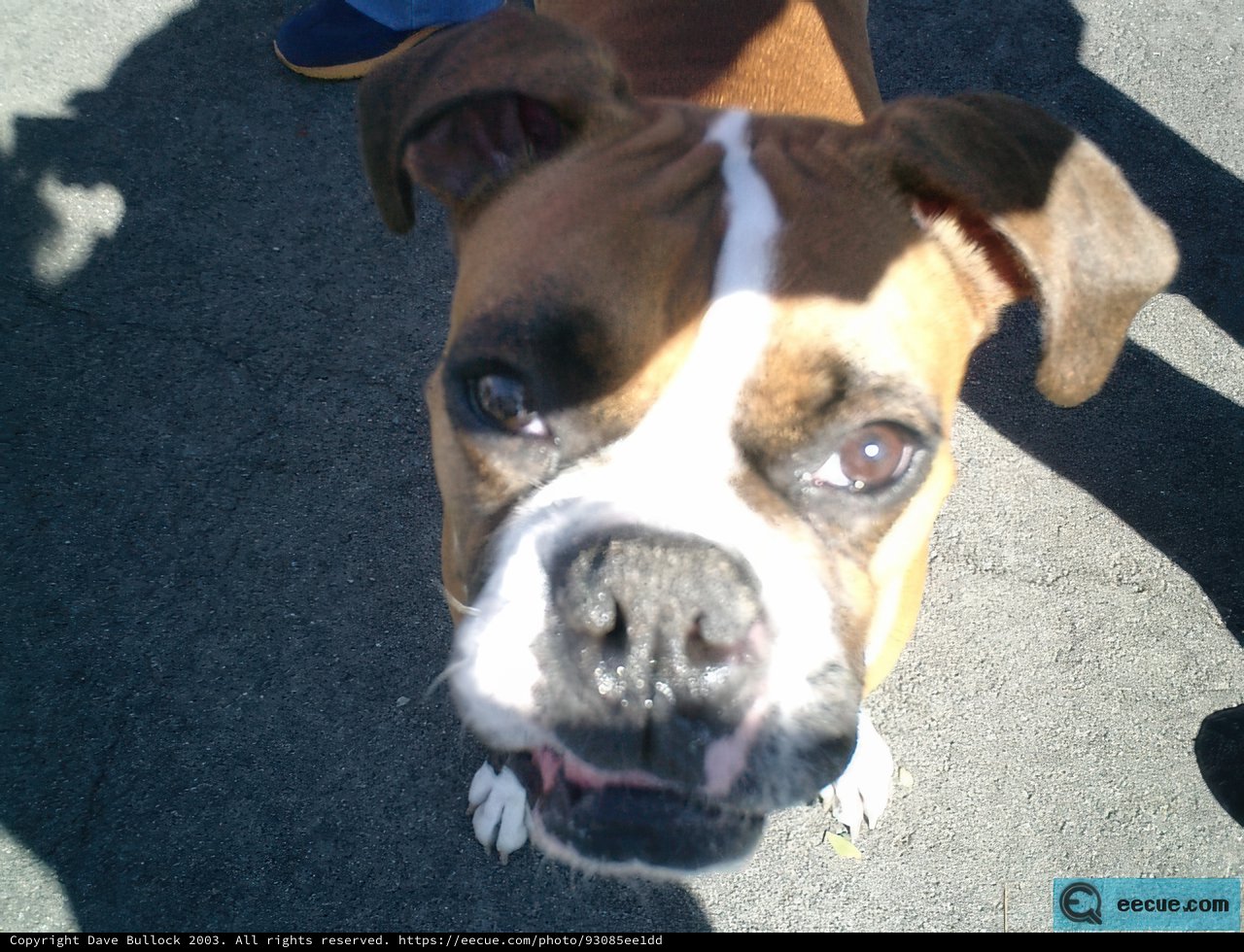 Intense Gaze Caption: This Boxer pup's intense look will melt your heart.
