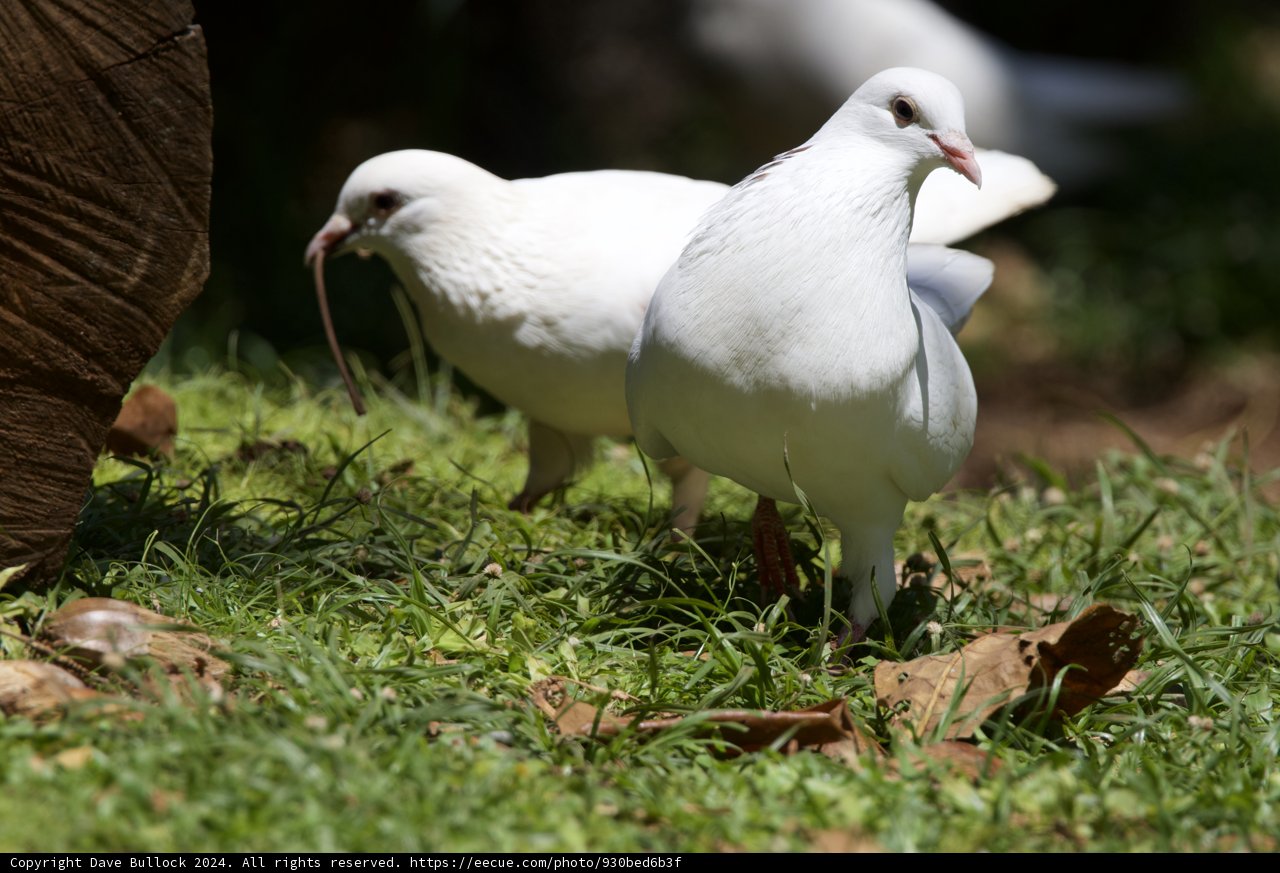 Graceful Duo: White Doves at Honolulu Zoo