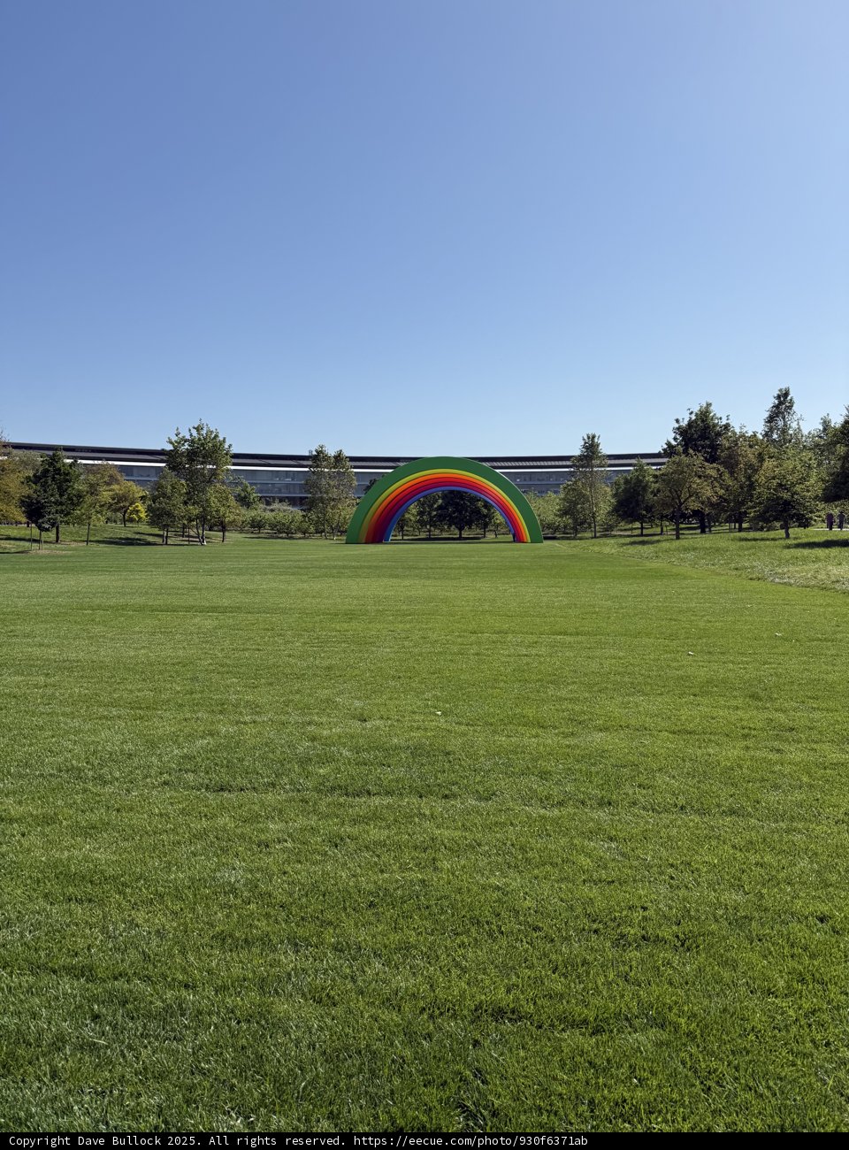 Vibrance in the Meadow