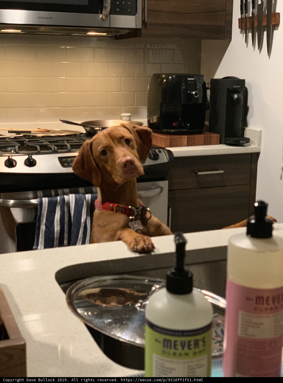 Sink Pup