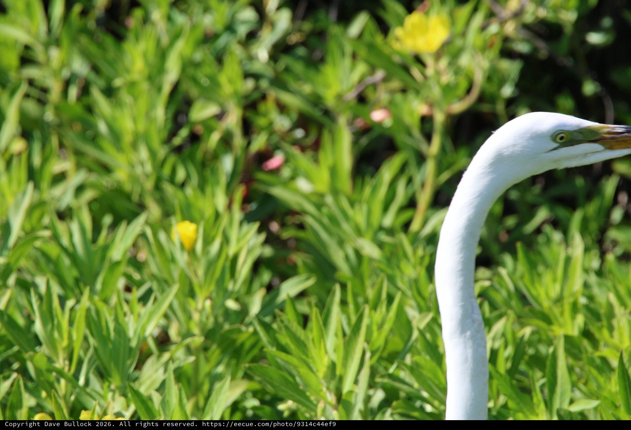 Great Egret Portrait Among Wildflowers in Wetland