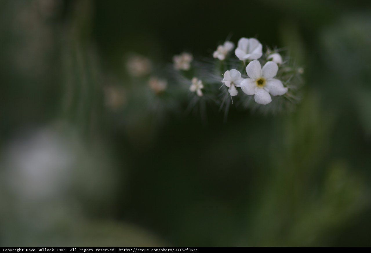The Lone Flower Amidst the Field