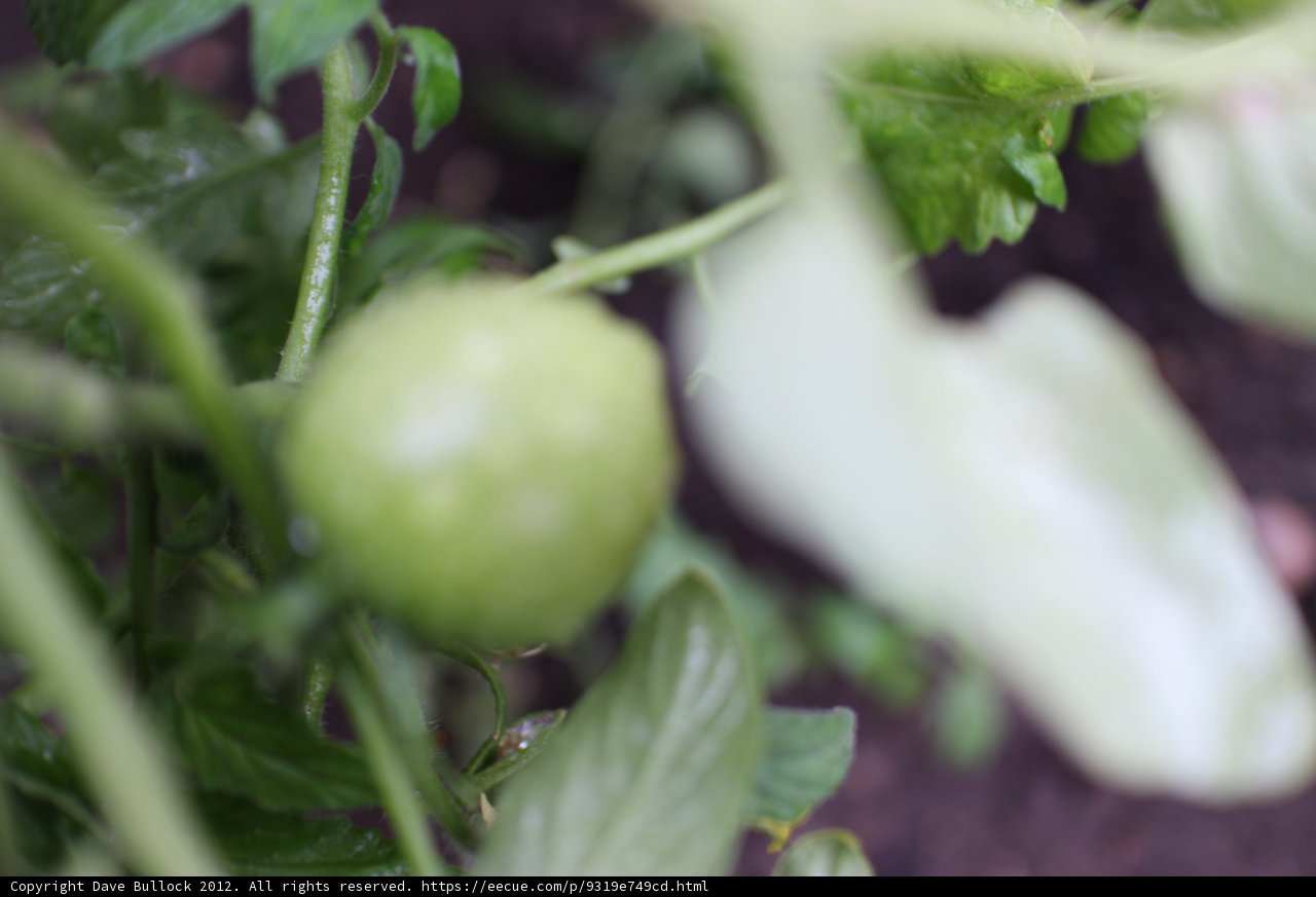 Garden Bounty