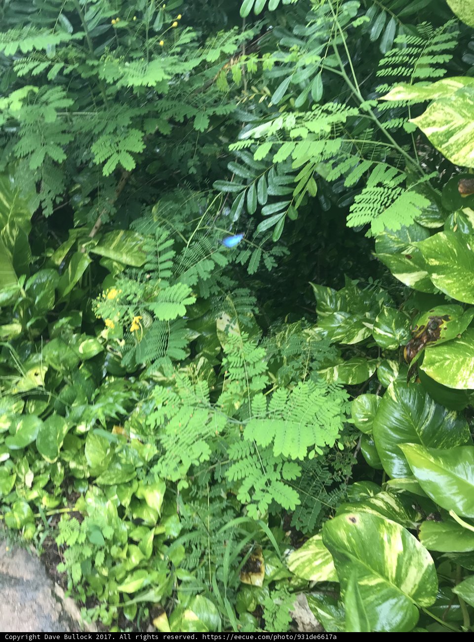 A Serene Trek through the Green Jungle