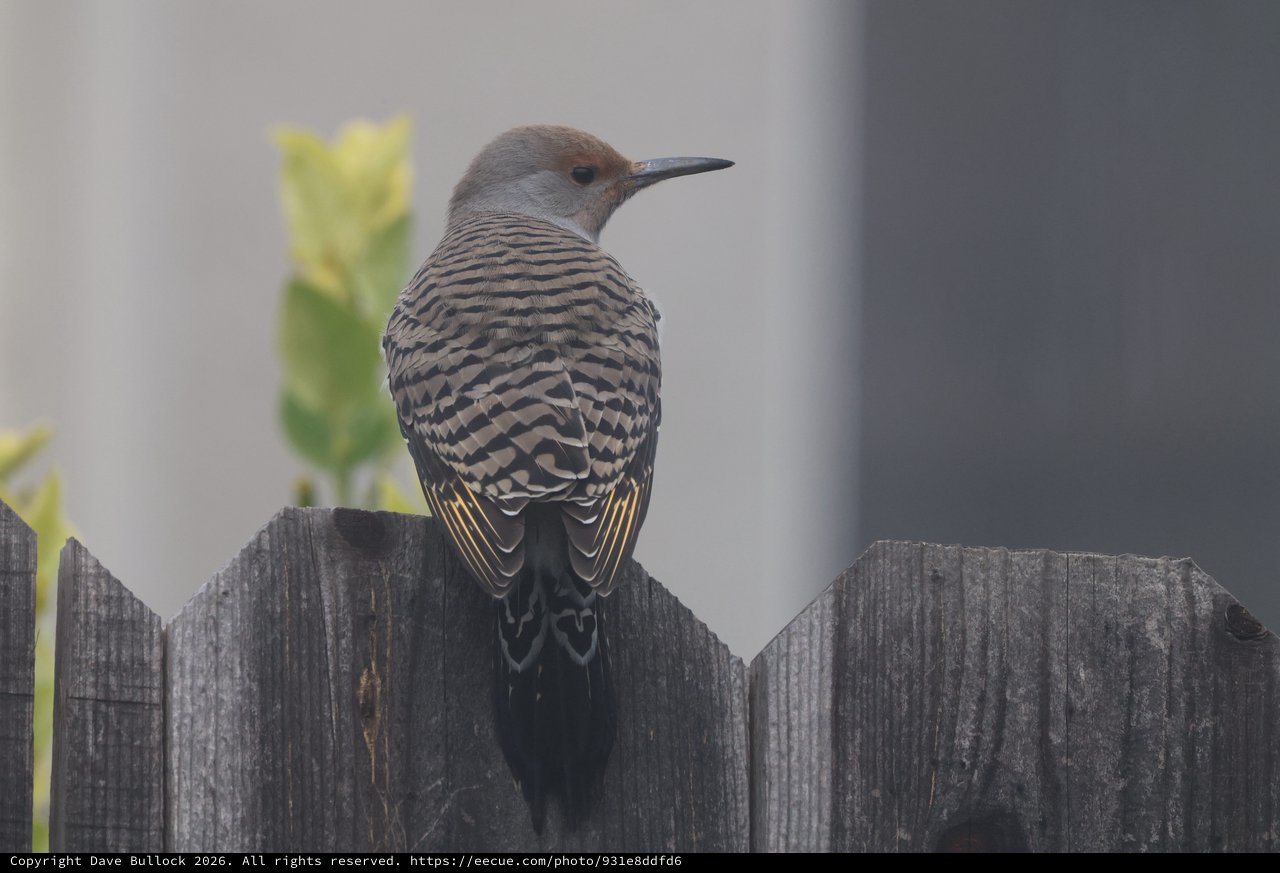 Northern Flicker Perched on Weathered Wooden Fence