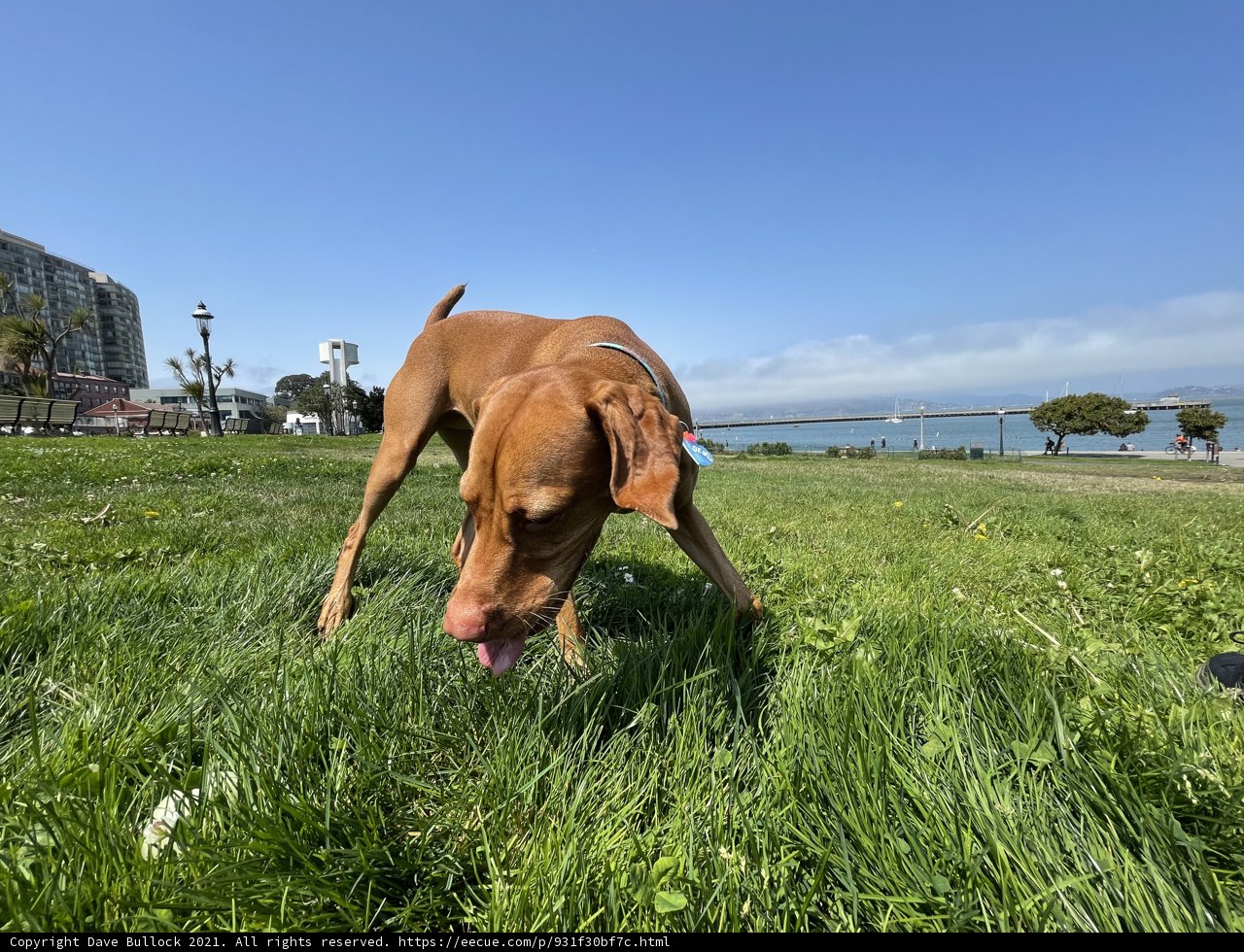 Happy dog enjoying the outdoors