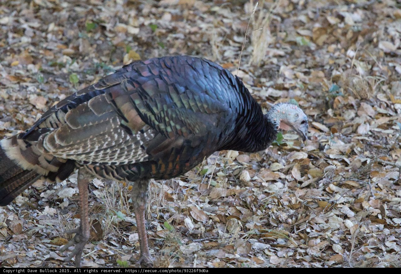 Morning Stroll of a Carmel Valley Wild Turkey