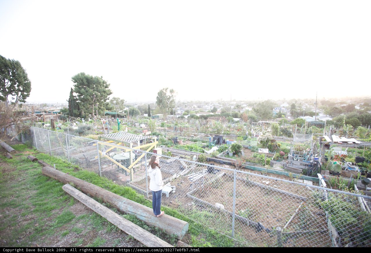 Sunset in the Community Garden