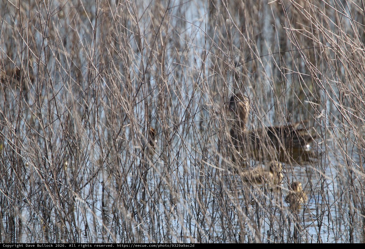 Camouflaged Bird Hidden Among Winter Reeds at Dusk