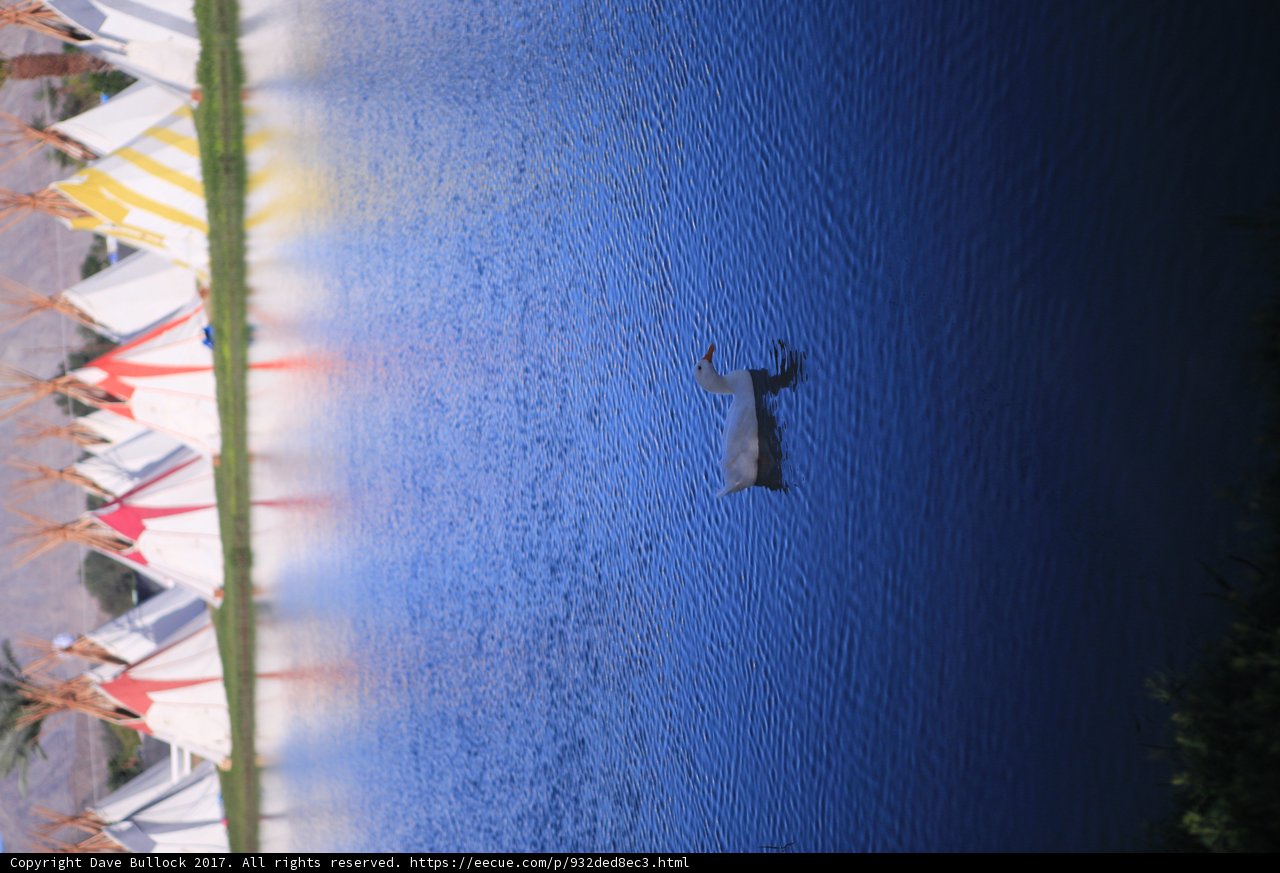 Dolphin Encounter at Coachella's Waterfront