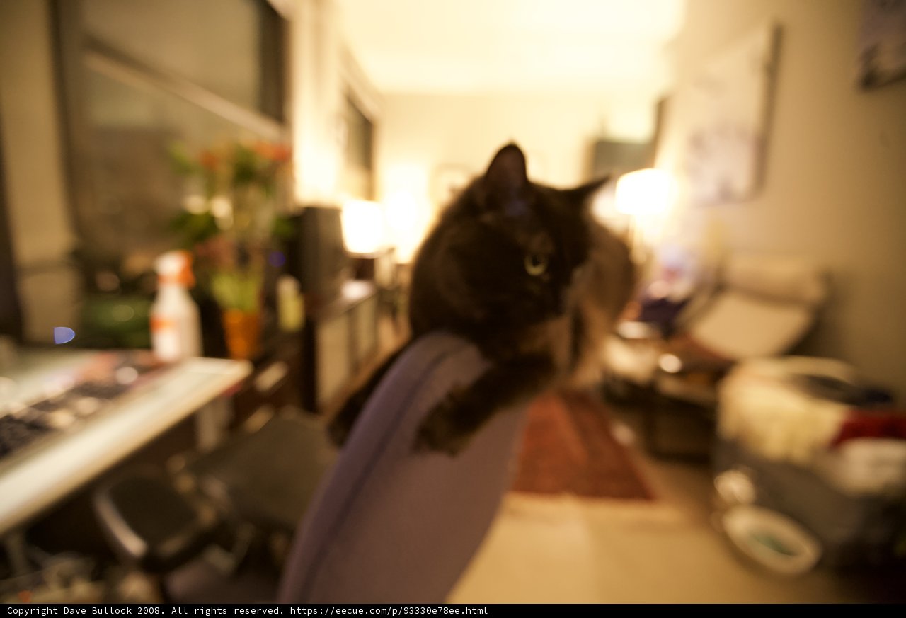 Feline Comfort