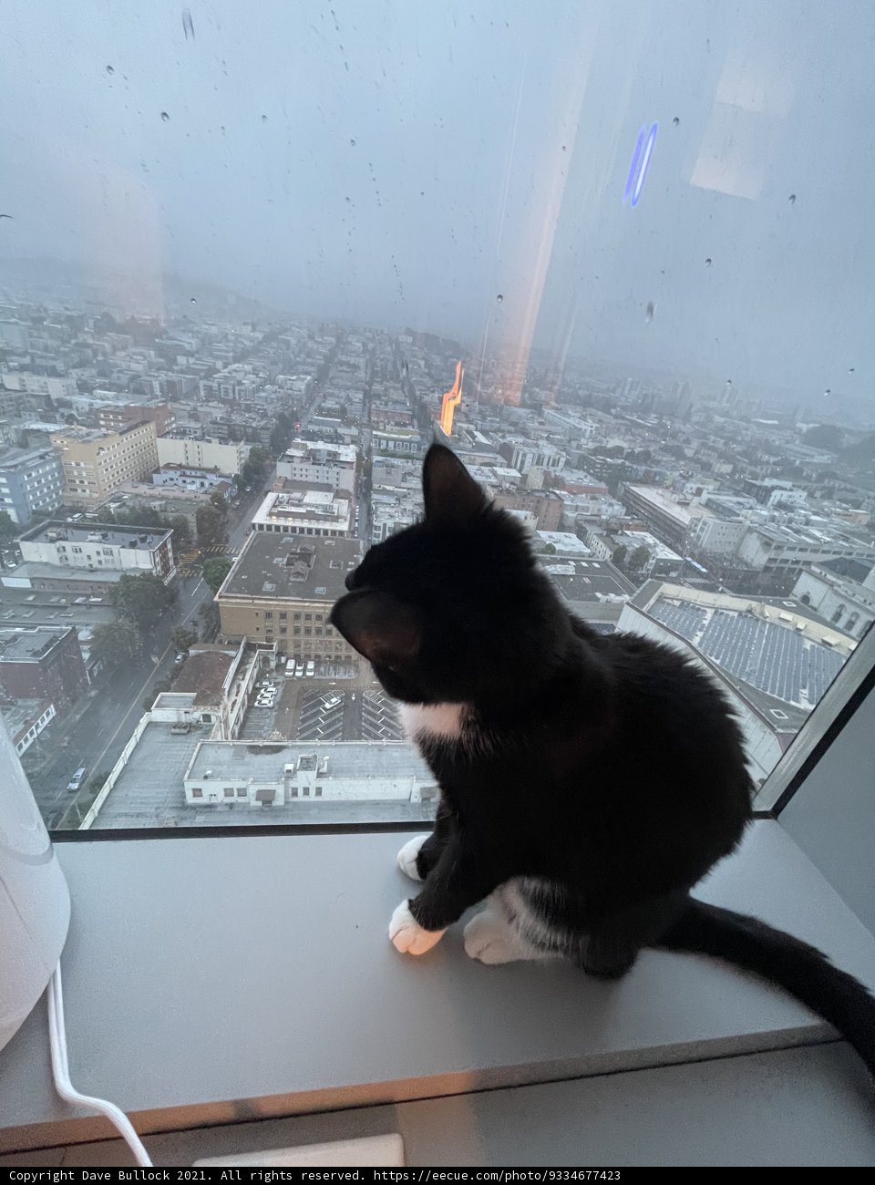 Urban Cat
