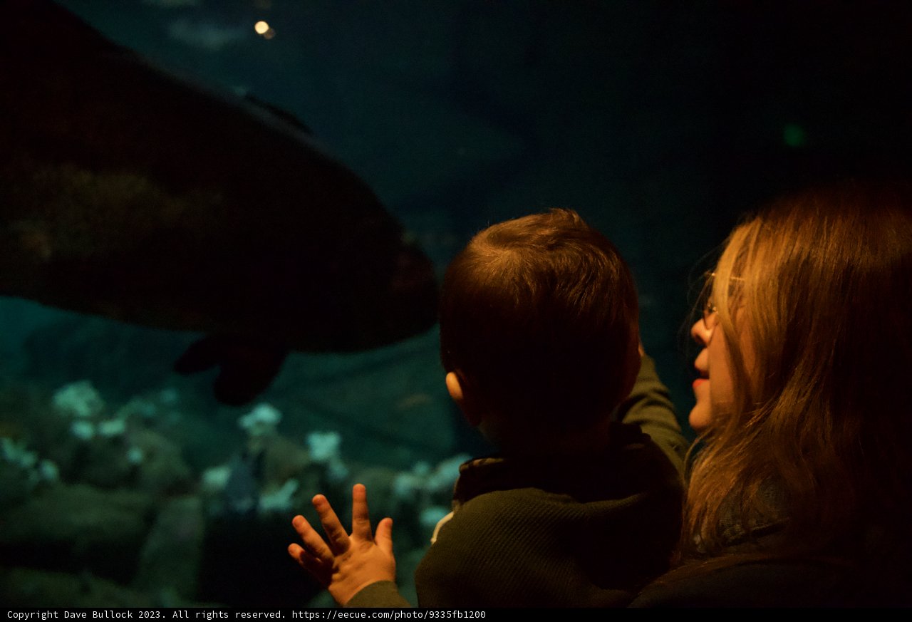 Marveling at Sea Life: A Mother and Child Experience