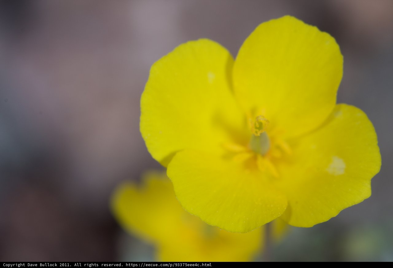 Sunny Geranium Bloom