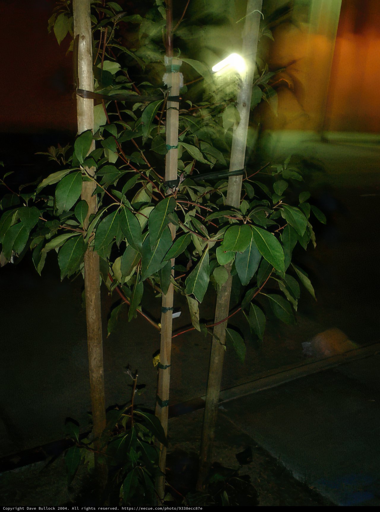 Illuminated Foliage of Marcus' Bamboo Tree