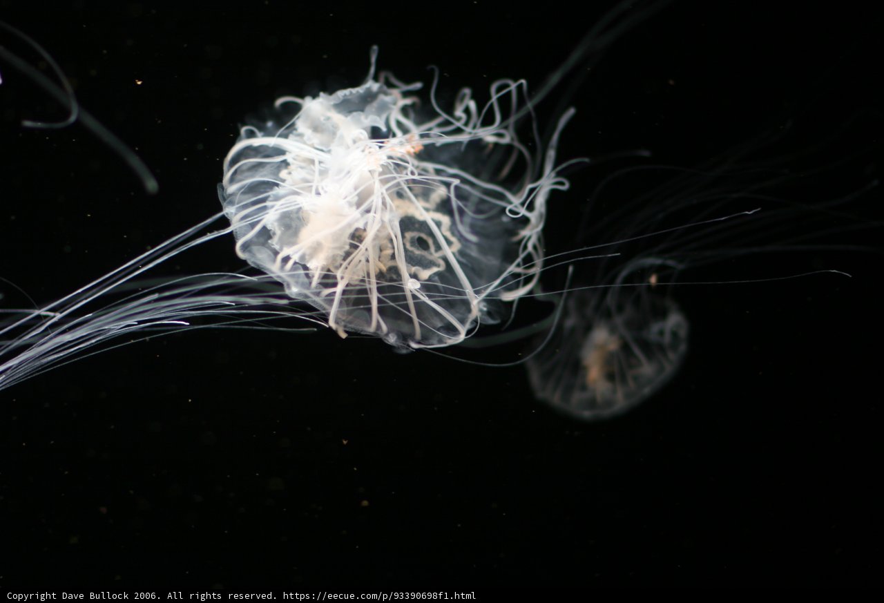 Illuminated Sea Life