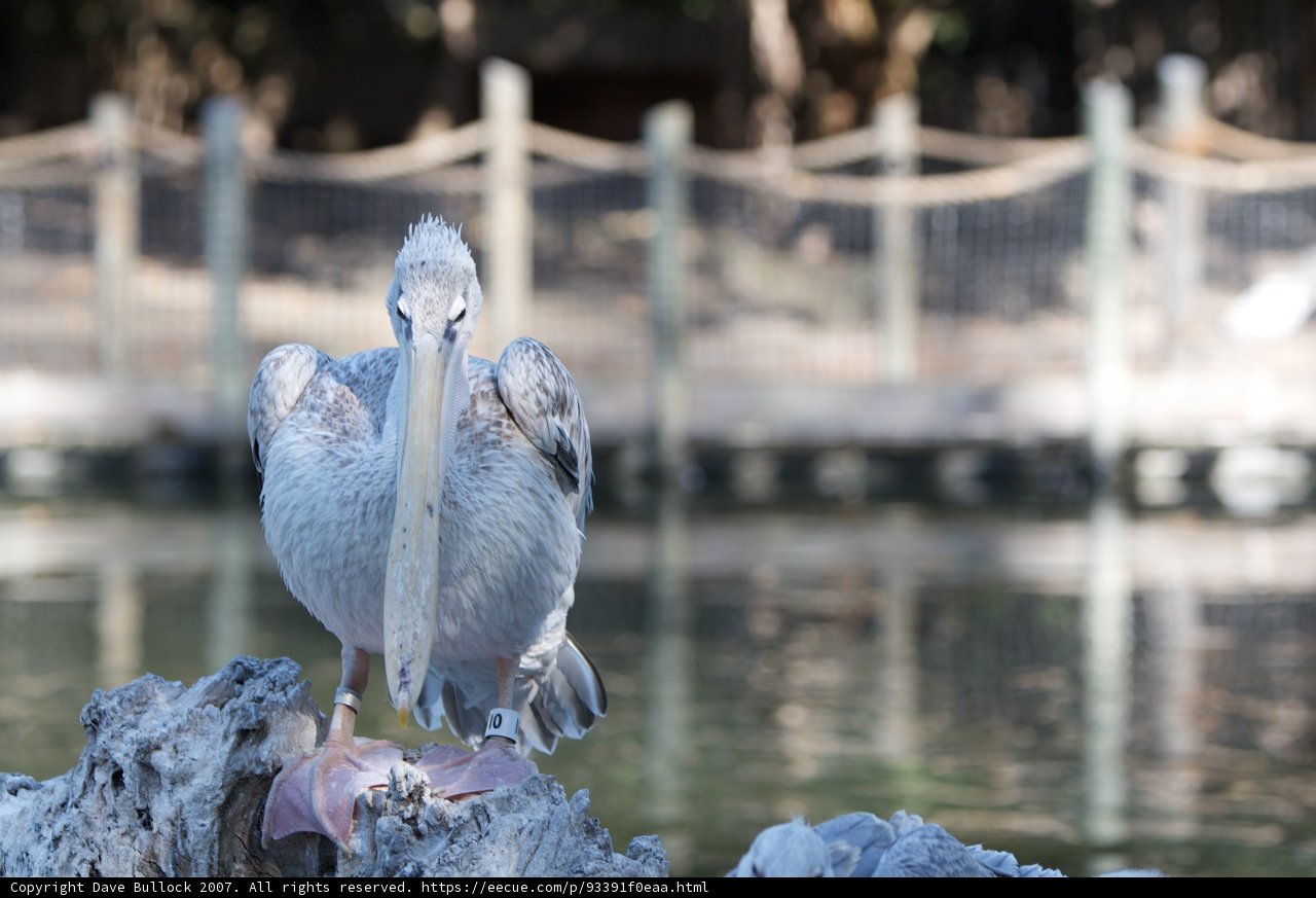 Majestic Pelican