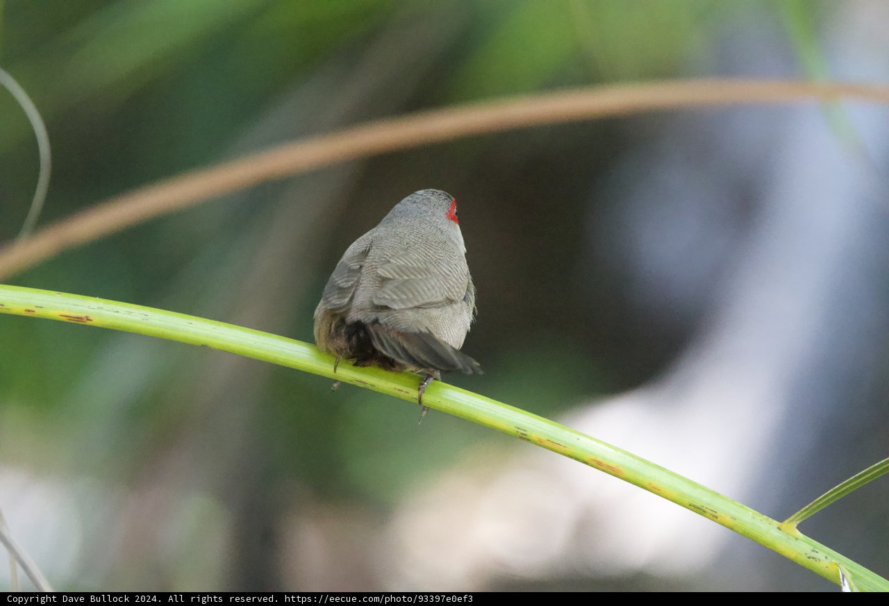 Tranquil Perch: A Finch Moment at Honolulu Zoo