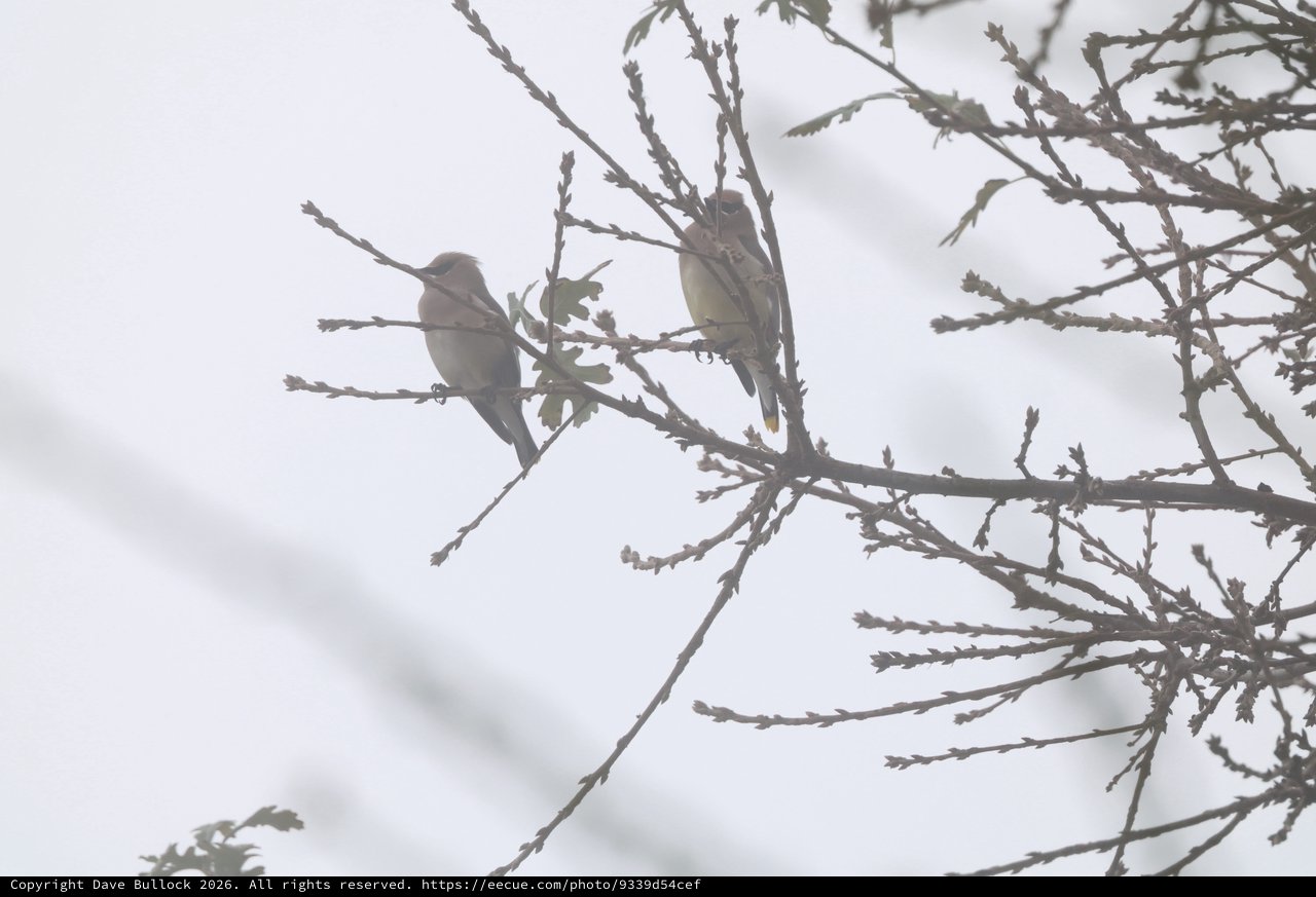 Two Birds Perched on Bare Winter Branches