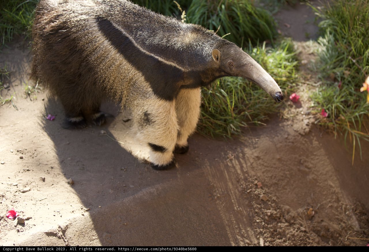 The Majestic Anteater of SF Zoo