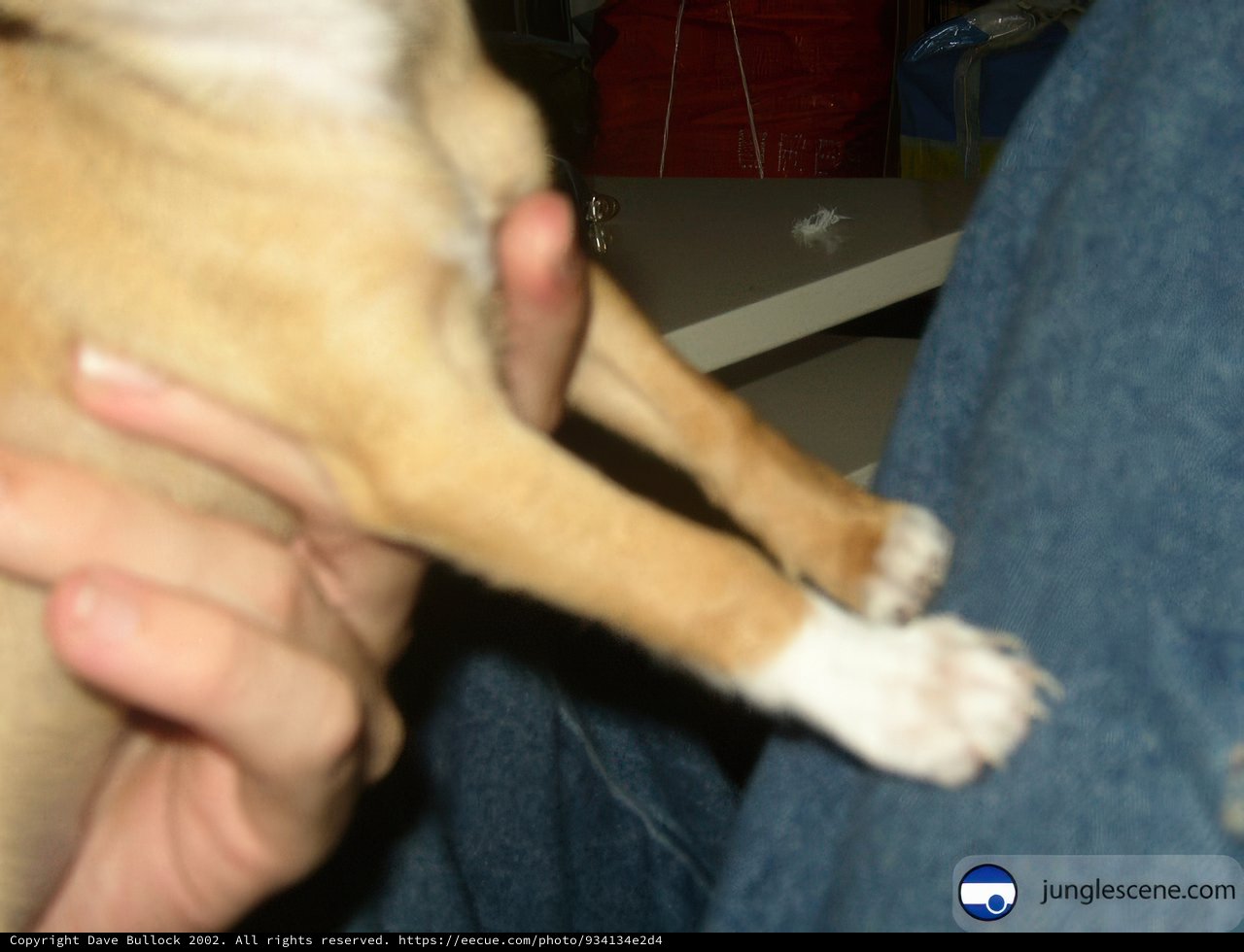 Puppy Love