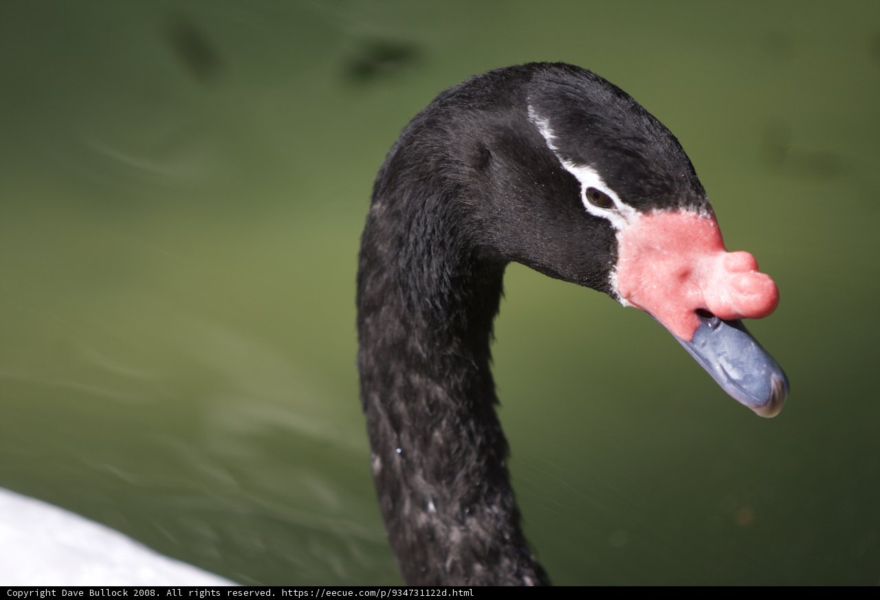 The Enigmatic Black Swan