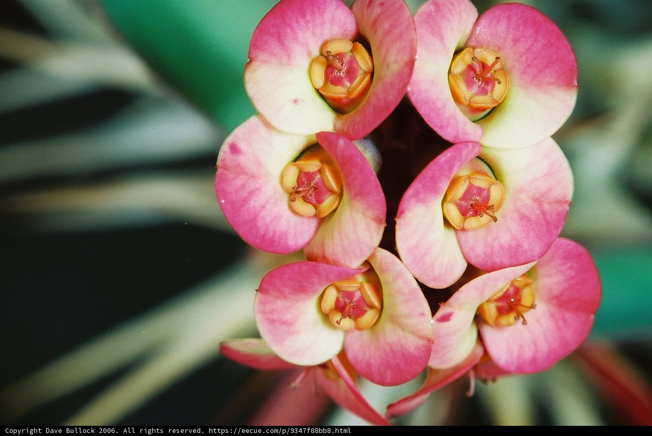 Pink Begonia Flower in Detail