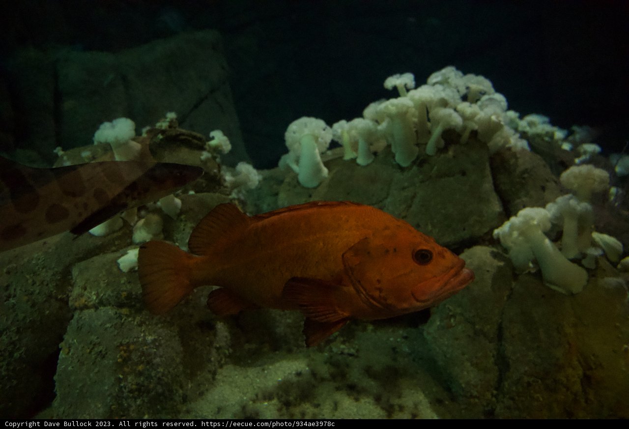 Underwater Mystique: The Red Fish and Mushroom Display