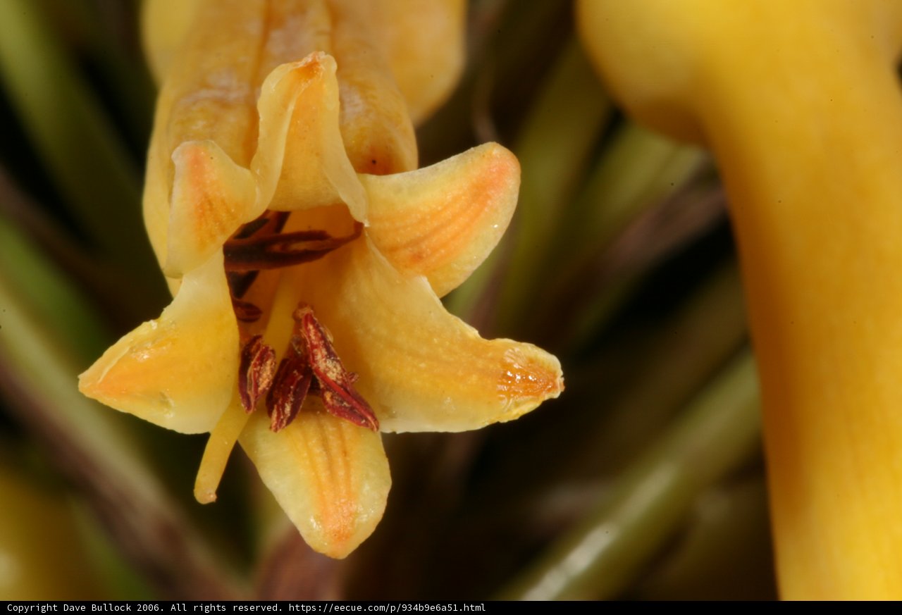Sunny Yellow Bloom