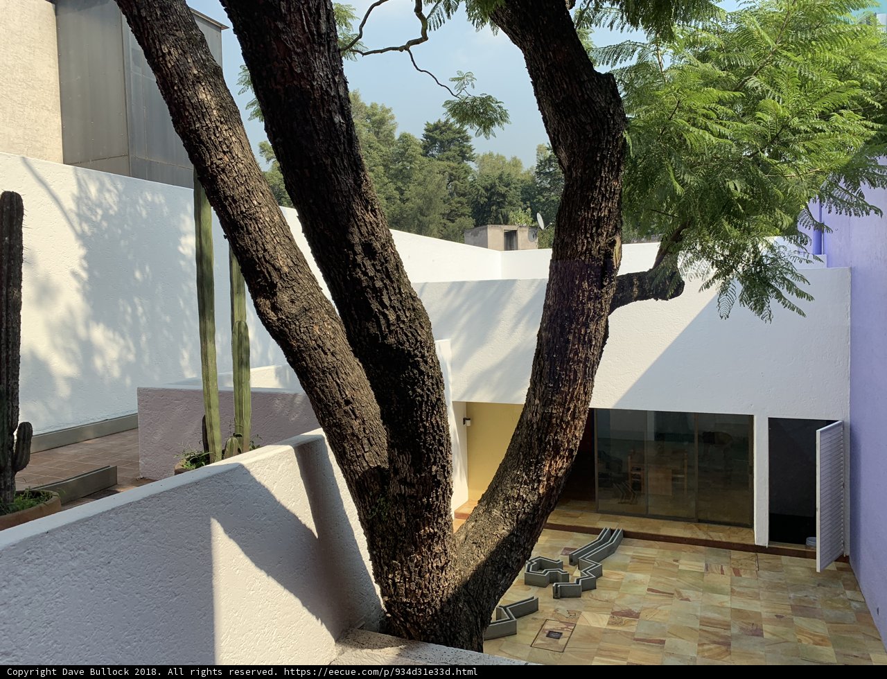 Majestic Tree in Courtyard