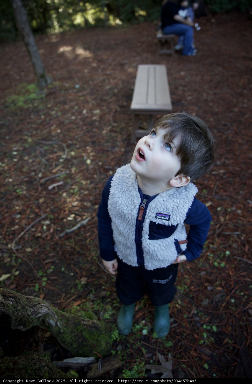 Wonder in the Woods