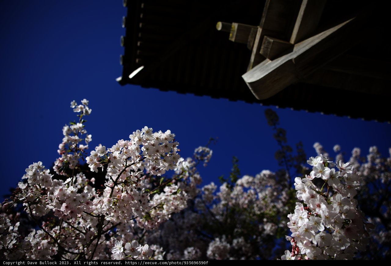 Cherry Blossom Serenity at the Japanese Tea Garden