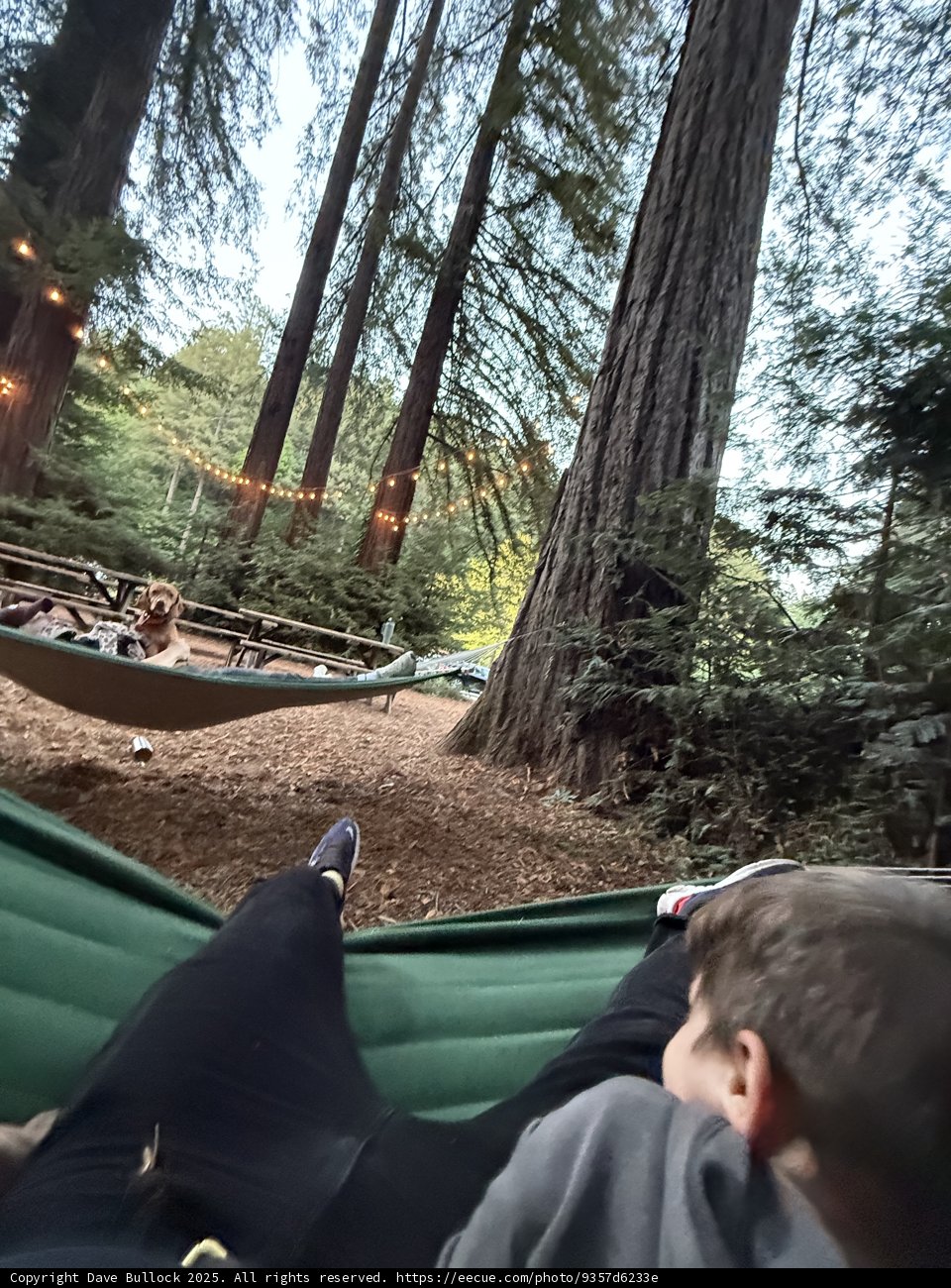 Tranquil Moments in the Redwood Grove