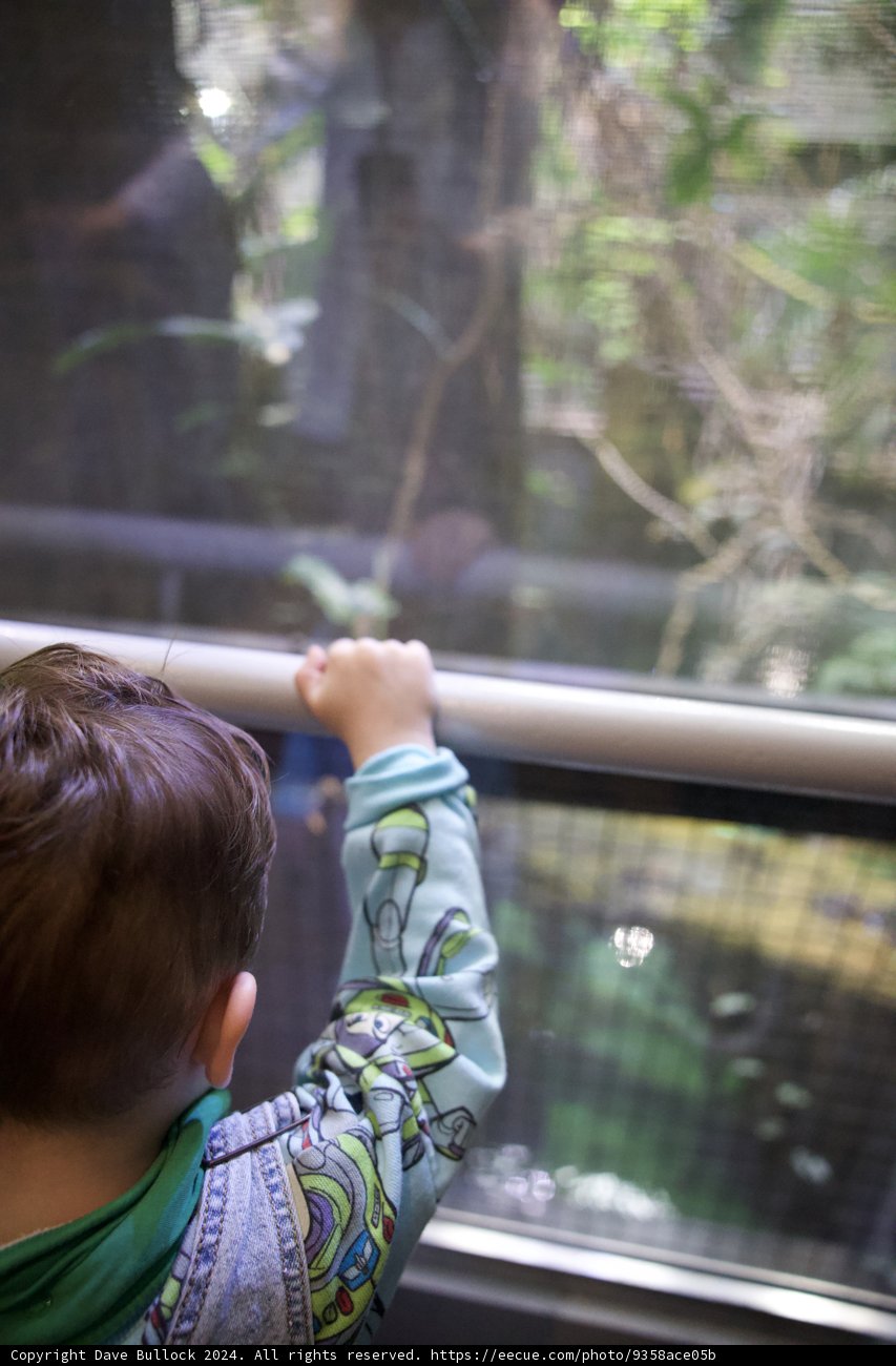 Childhood Magic in The Rainforest