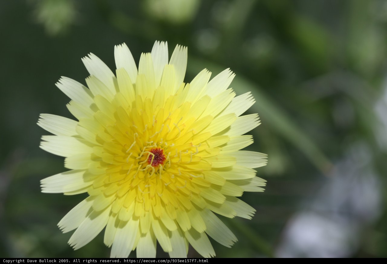 Sunny Daisy in the Green Field